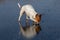Dog licking ice on a frozen lake. Jack russell terrier