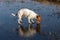 Dog licking ice on a frozen lake. Jack russell terrier