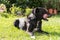 Dog licking lying in the garden