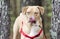 Dog licking nose, Lab American Bulldog mixed breed dog with red harness, pet adoption photography