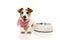 DOG LICKING WITH TONGUE AFTER EAT. SITTING NEXT TO A EMPTY BOWL. ISOLATED STUDIO SHOT AGAINST WHITE BACKGROUND