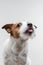 The dog licks lips. Funny jack russell terrier on a light background. Pet at home