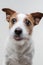 The dog licks lips. Funny jack russell terrier on a light background. Pet at home