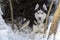 Dog lie on snow. Husky dog portrait on dark forest winter.