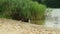 dog lies on the bank of the river being partially in the water