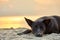Dog lies on the beach at sunset