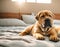 Dog lies bed comfortable bedroom pet home domestic adorable animal cozy relax mammal