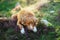 The dog lies in the colors of heather. Nova Scotia Duck Tolling Retriever in the forest. Pet on the nature.