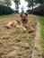 dog lies on the eco path. Dog on the sand. The mongrel is resting. Ecopath in the park