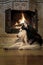 Dog lies by the fireplace. Portrait Siberian husky dog dozes with his eyes closed at the burning fireplace. Side view