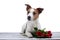 Dog lies with a flower . Jack Russell on a white background in the Studio. Valentine`s day