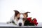 Dog lies with a flower . Jack Russell on a white background in the Studio. Valentine`s day