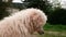 The dog lies on the green grass and looks around. Royal poodle. Side view