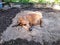 The dog lies on the ground, digging a hole. natural cooling for the animal. summer heat in the countryside. hunting dog Dachshund