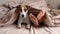 The dog lies with the owner on the bed and looks out from under the blanket. Barefoot woman and jack russell terrier in