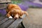 The dog lies on a park bench. Pet on nature against the background of lavender. Nova Scotia Duck Tolling Retriever