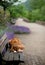 The dog lies on a park bench. Pet on nature against the background of lavender. Nova Scotia Duck Tolling Retriever