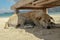 The dog lies in the sand on the beach. The dog is resting in the shade under a beach chair. Dog relaxing and resting , lying on