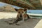 The dog lies in the sand on the beach. The dog is resting in the shade under a beach chair. Dog relaxing and resting , lying on