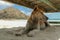 The dog lies in the sand on the beach. The dog is resting in the shade under a beach chair. Dog relaxing and resting , lying on