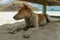 The dog lies in the sand on the beach. The dog is resting in the shade under a beach chair. Dog relaxing and resting , lying on