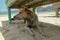 The dog lies in the sand on the beach. The dog is resting in the shade under a beach chair. Dog relaxing and resting , lying on