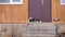 Dog lies at the threshold of the front door of the house on the street