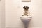 Dog lies on the toilet lid and guards. Jack Russell Terrier 3 ye