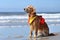 dog with lifeguard vest and whistle on beach patrol