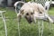 A dog with light brown fur rests on a wrought iron chair. A pet hanging out at the yard