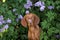 dog in lilac bushes. Happy Hungarian Vizsla in nature, Pet portrait in bloom