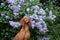 dog in lilac bushes. Happy Hungarian Vizsla in nature, Pet portrait in bloom