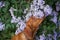 dog in lilac bushes. Happy Hungarian Vizsla in nature, Pet portrait in bloom