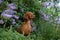 dog in lilac bushes. Happy Hungarian Vizsla in nature, Pet portrait in bloom