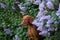 dog in lilac bushes. Happy Hungarian Vizsla in nature, Pet portrait in bloom
