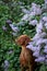 dog in lilac bushes. Happy Hungarian Vizsla in nature, Pet portrait in bloom