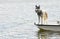 THE DOG ON THE LITTLE BOAT