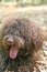 Dog with long hair rebel portrait high quality lagotto romagnolo rasta
