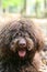 Dog with long hair rebel portrait high quality lagotto romagnolo rasta