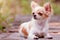 Dog long-haired mini chihuahua white in red spots. Animal pet