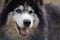 a dog longhaired with multi-colored husky eyes