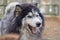 a dog longhaired with multi-colored husky eyes