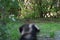 dog looking at a bird near the woods in summertime