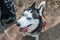 Dog looking at camera. Close up. Crafty Dog husky portrait, top view. Head of cute Siberian husky, portrait on nature background.