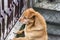 Dog looking through a chain link fence