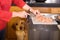 Dog looking longingly at chick