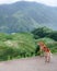 Dog looking over longshen rice terraces