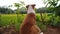 Dog looking for something paddyfield