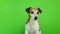 Dog looking to the cam and then leaving. Video footage. Green chroma key background. Lovely white Jack Russell terrier