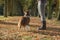 Dog looking up focused on its owner  being trained by its owner outdoors in a forest lane during autumn